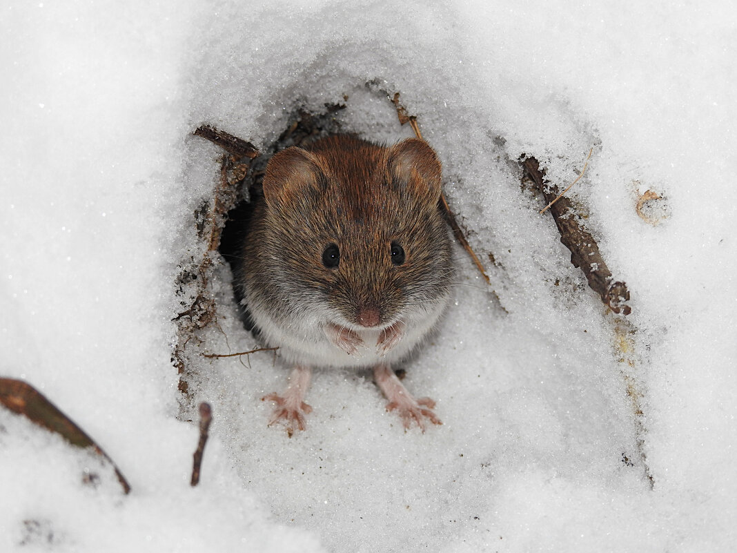 Рыжая полёвка - Лина 