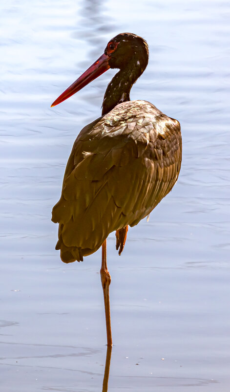 Черны аист - Адик Гольдфарб