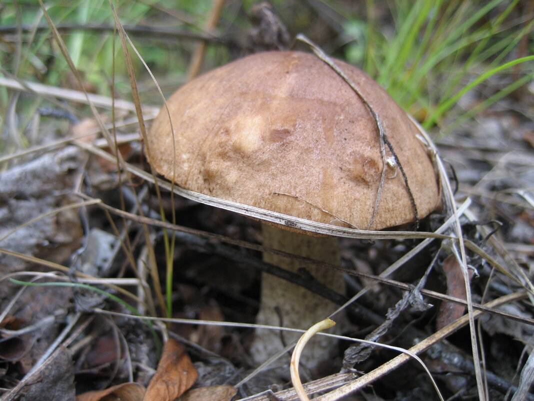 Грибочек - Anna Ivanova