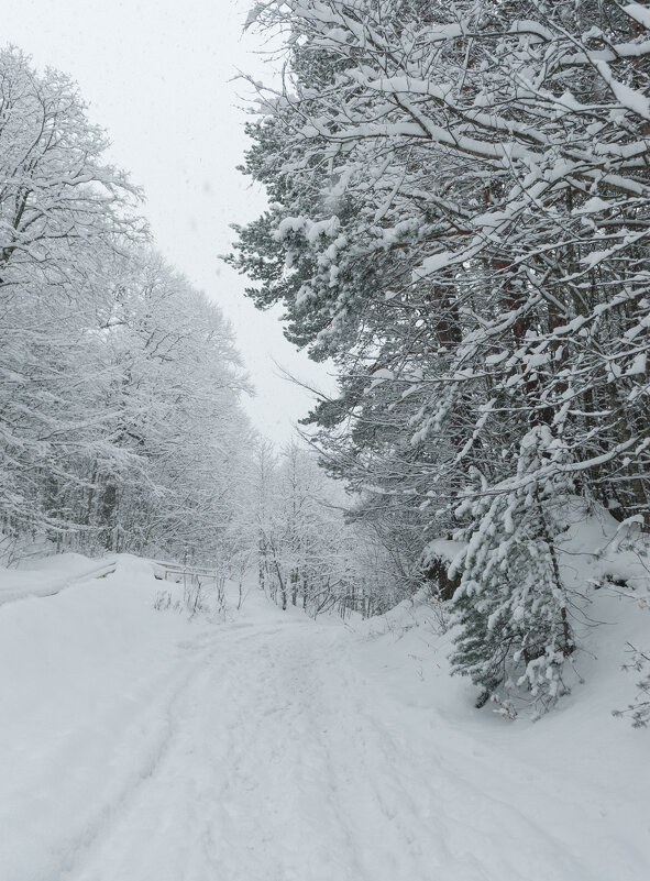 Цей-2024 - Батик Табуев