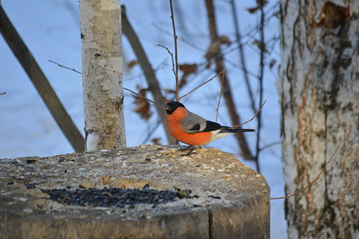 Перед сумерками - Татьяна Лютаева Перед сумерками - Татьяна Лютаева