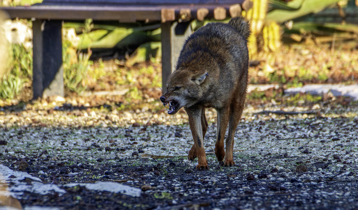 Золотистый шакал. - Alexander Amromin Золотистый шакал. - Alexander Amromin