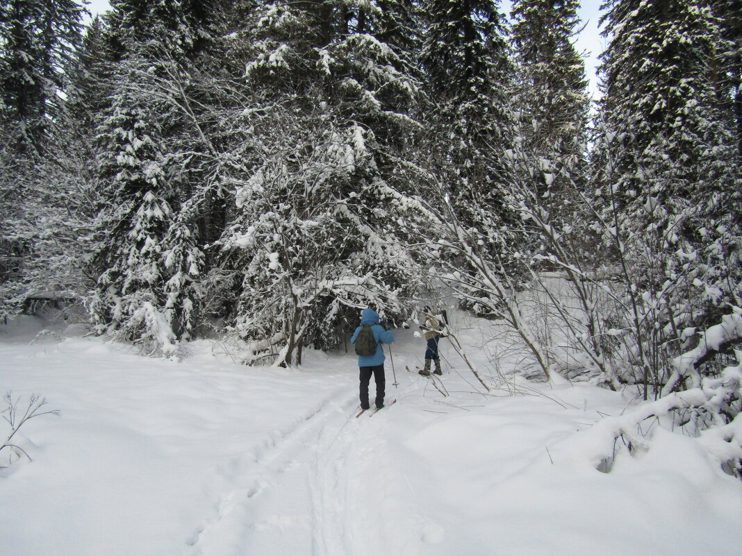 И снова в тайгу... - Galaelina *** И снова в тайгу... - Galaelina ***