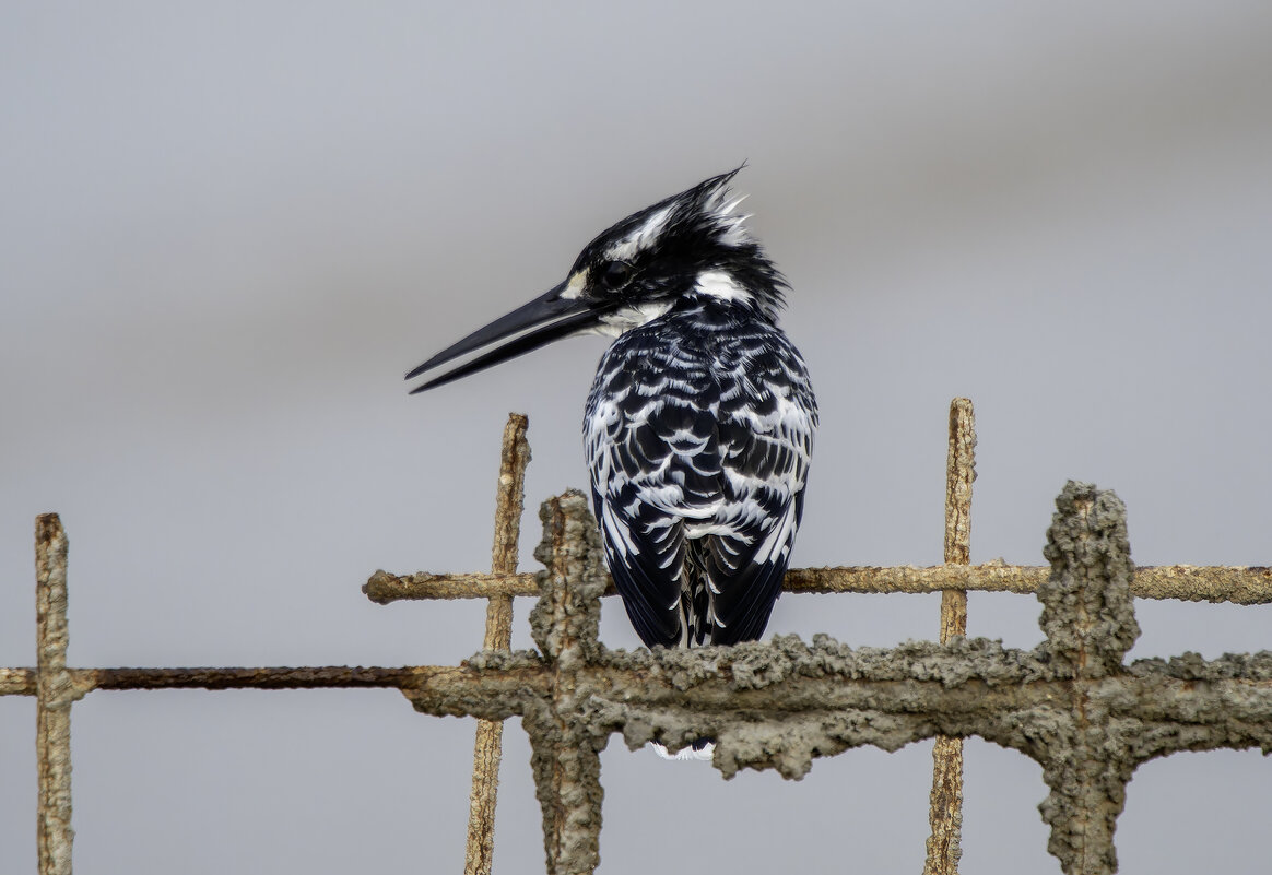 Малый пегий зимородок. - Alexander Amromin