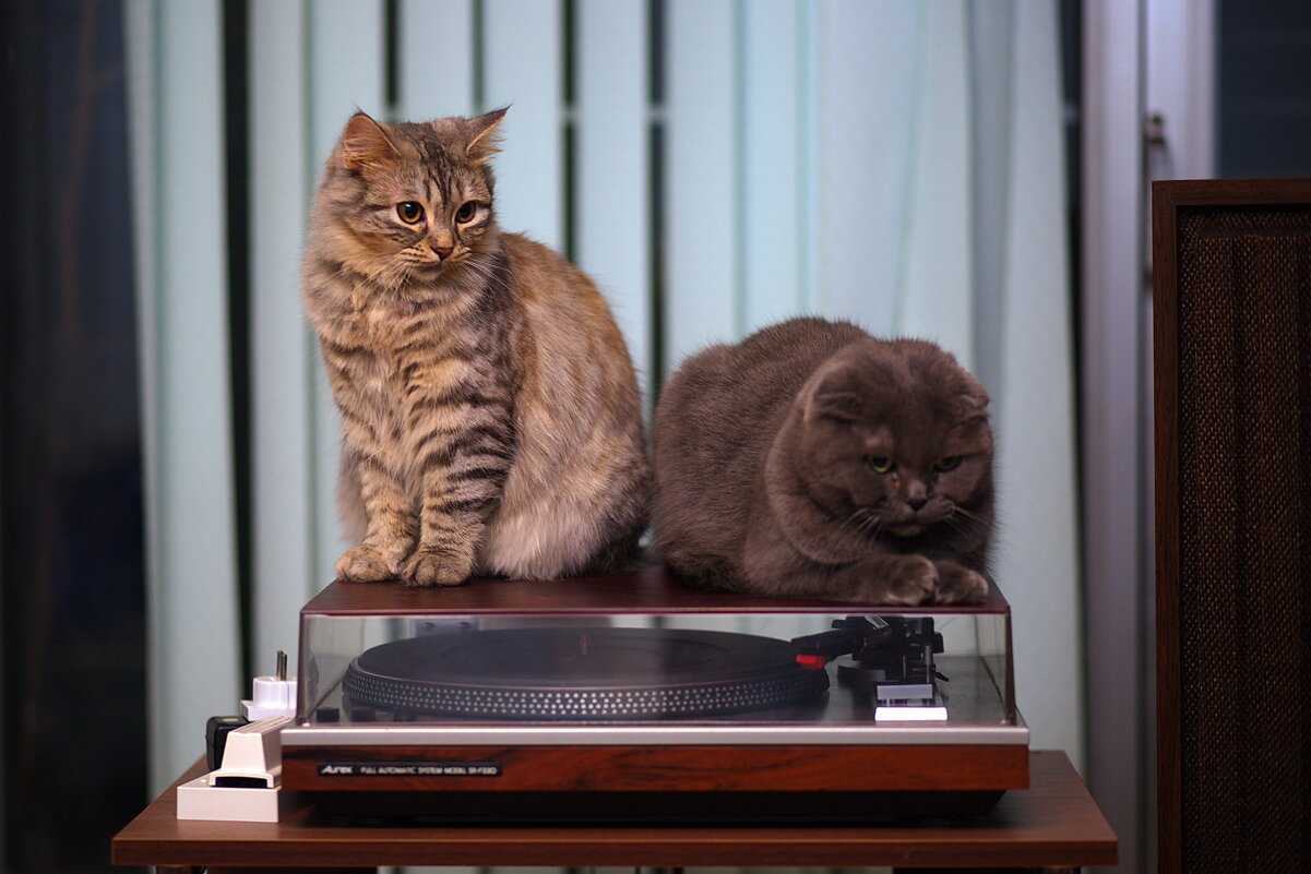 Меломанки - M Marikfoto