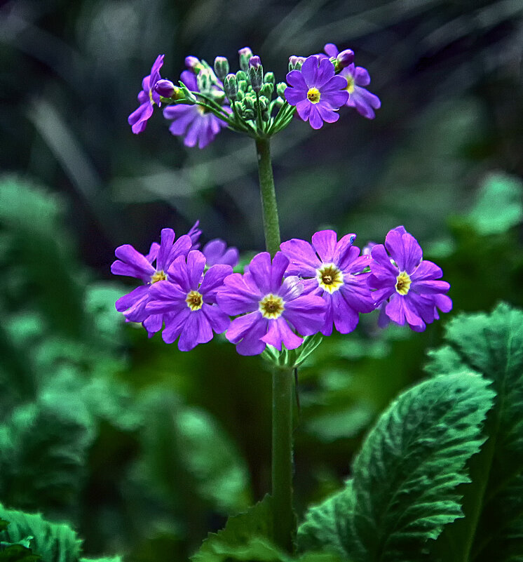 Primula-japonica-&#39;Violet-Oriental&#39; - Андроник Александр 