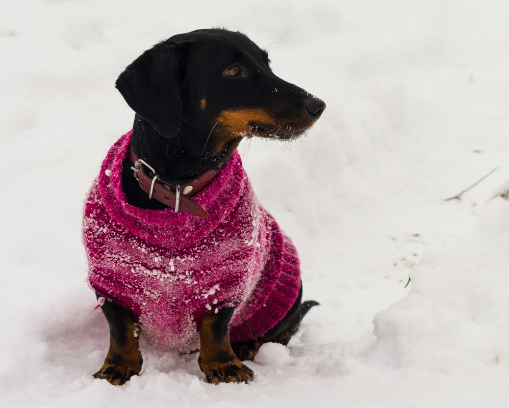 Зимняя Матильда. - Андрей Андрианов Зимняя Матильда. - Андрей Андрианов