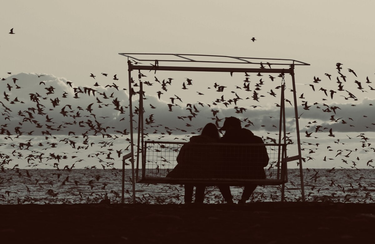 Чайки - Сергей Криволапов Чайки - Сергей Криволапов