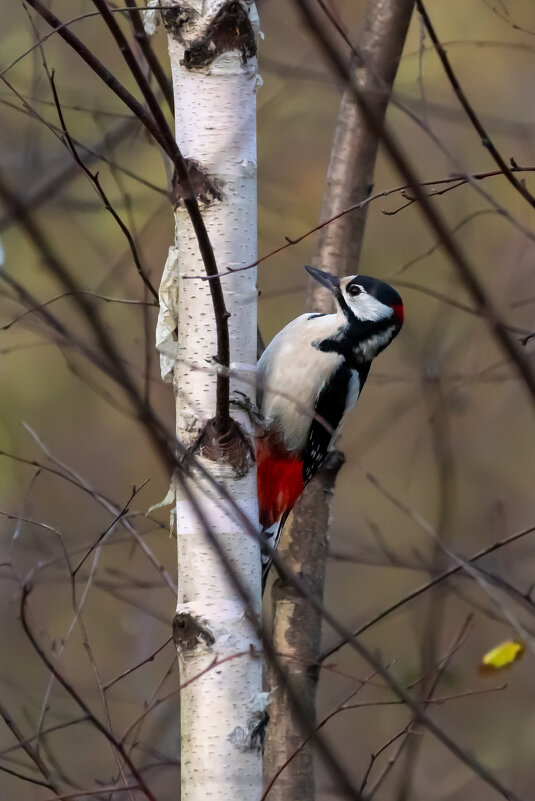 Дятел пестрый. - Владимир Лазарев