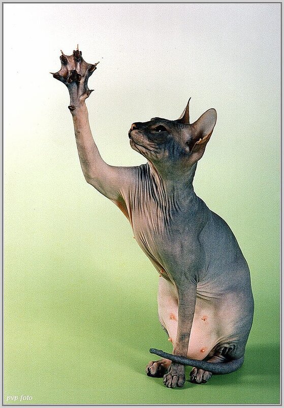 Сфинкс. - Владимир Попов