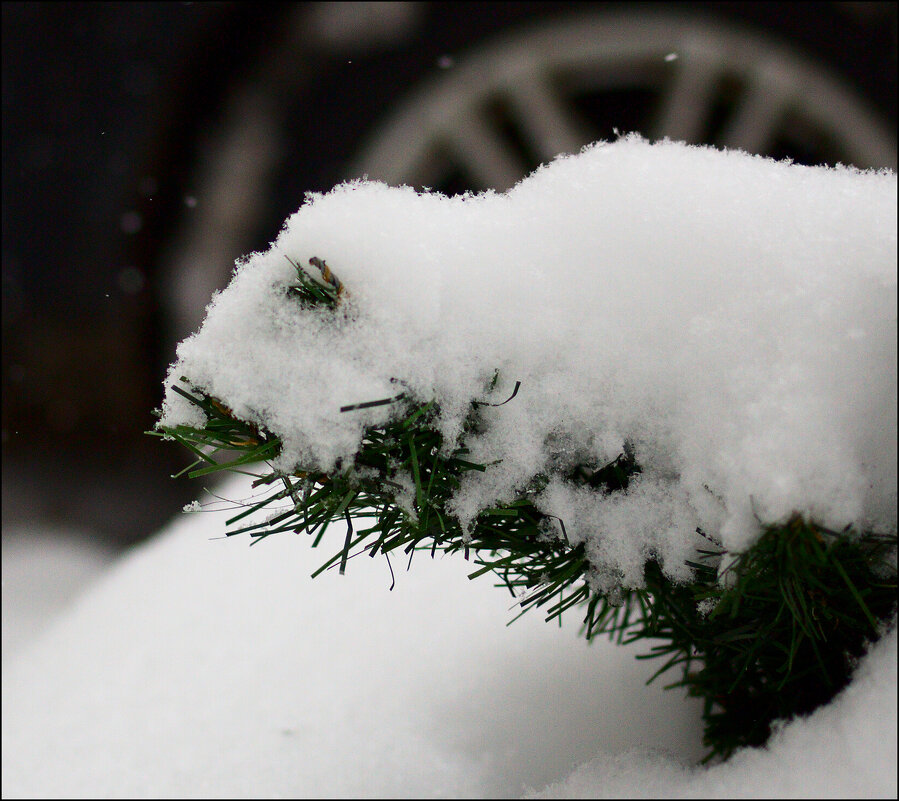 Неведомая "зверушка" - Александр Тарноградский Неведомая "зверушка" - Александр Тарноградский