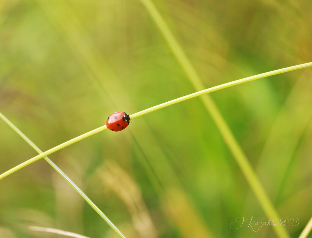 *** - Елена Kазак (selena1965)