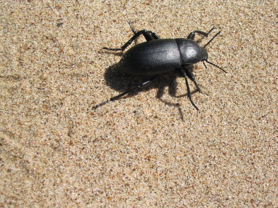 куда бежим - alex kahovskiy