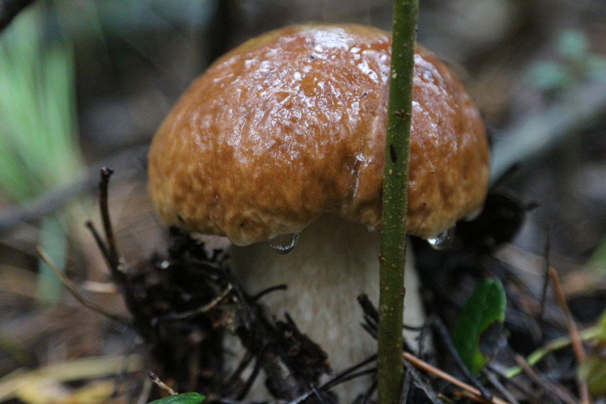 Белый гриб - Александр Шишков