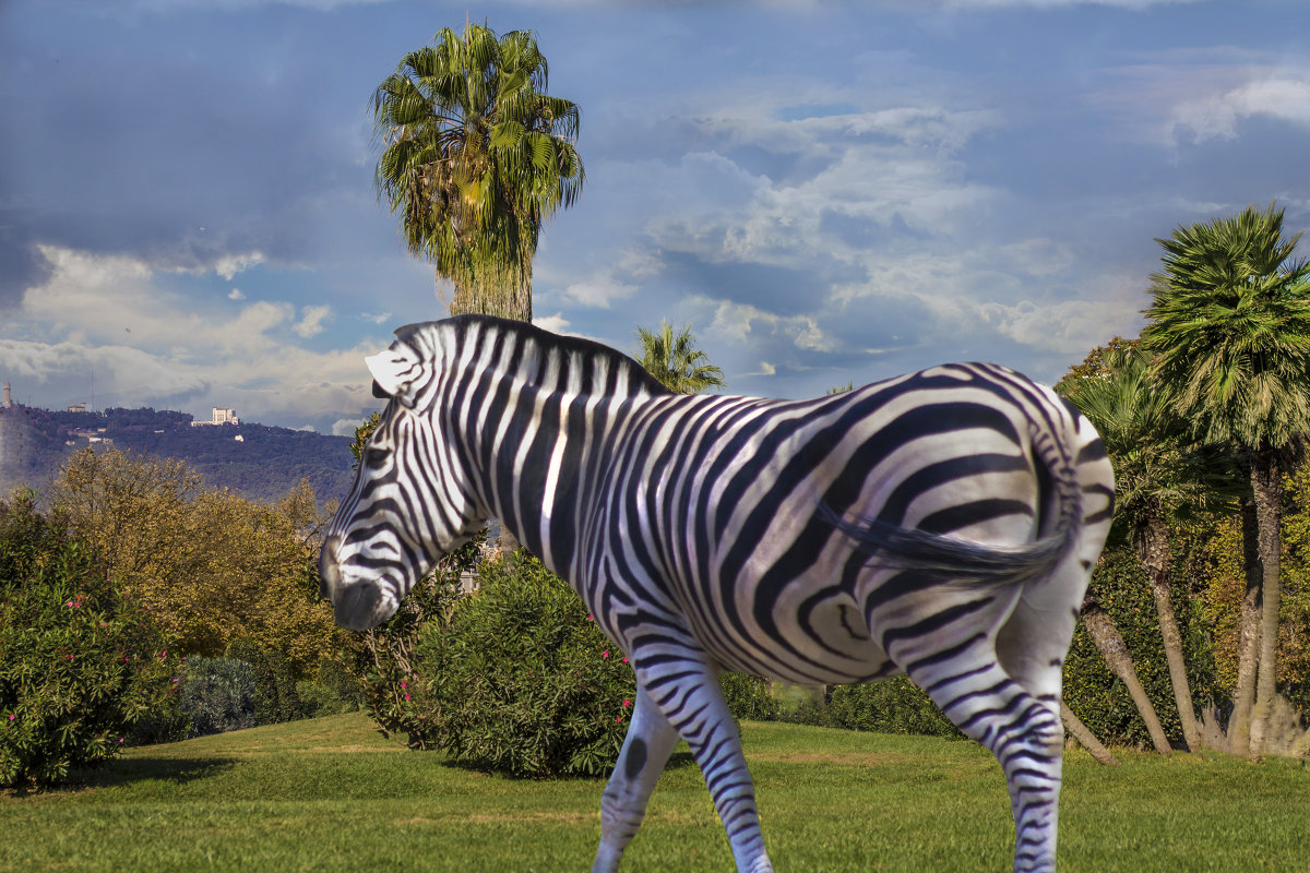 zebra - noanoa delmar 