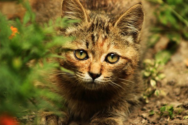 охотница - Валентина Романова