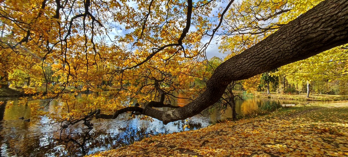 Царскосельская осень... #19 - Андрей Вестмит Царскосельская осень... #19 - Андрей Вестмит