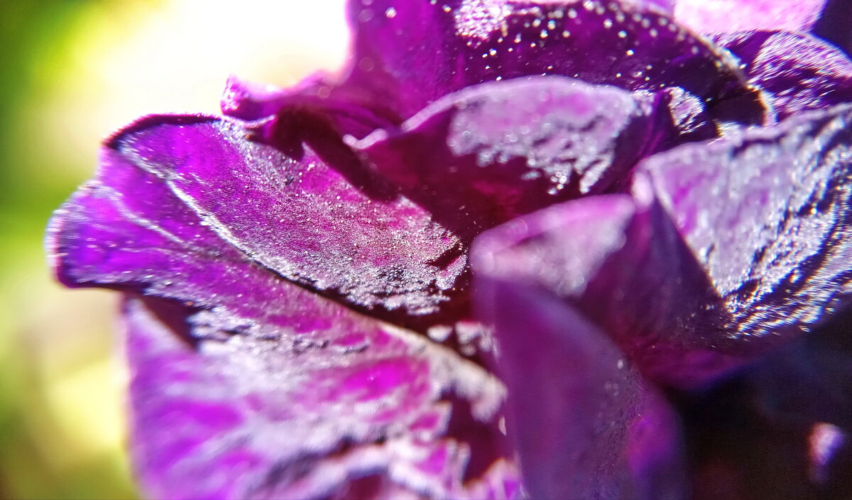 Цветок 28 - Павел Трунцев