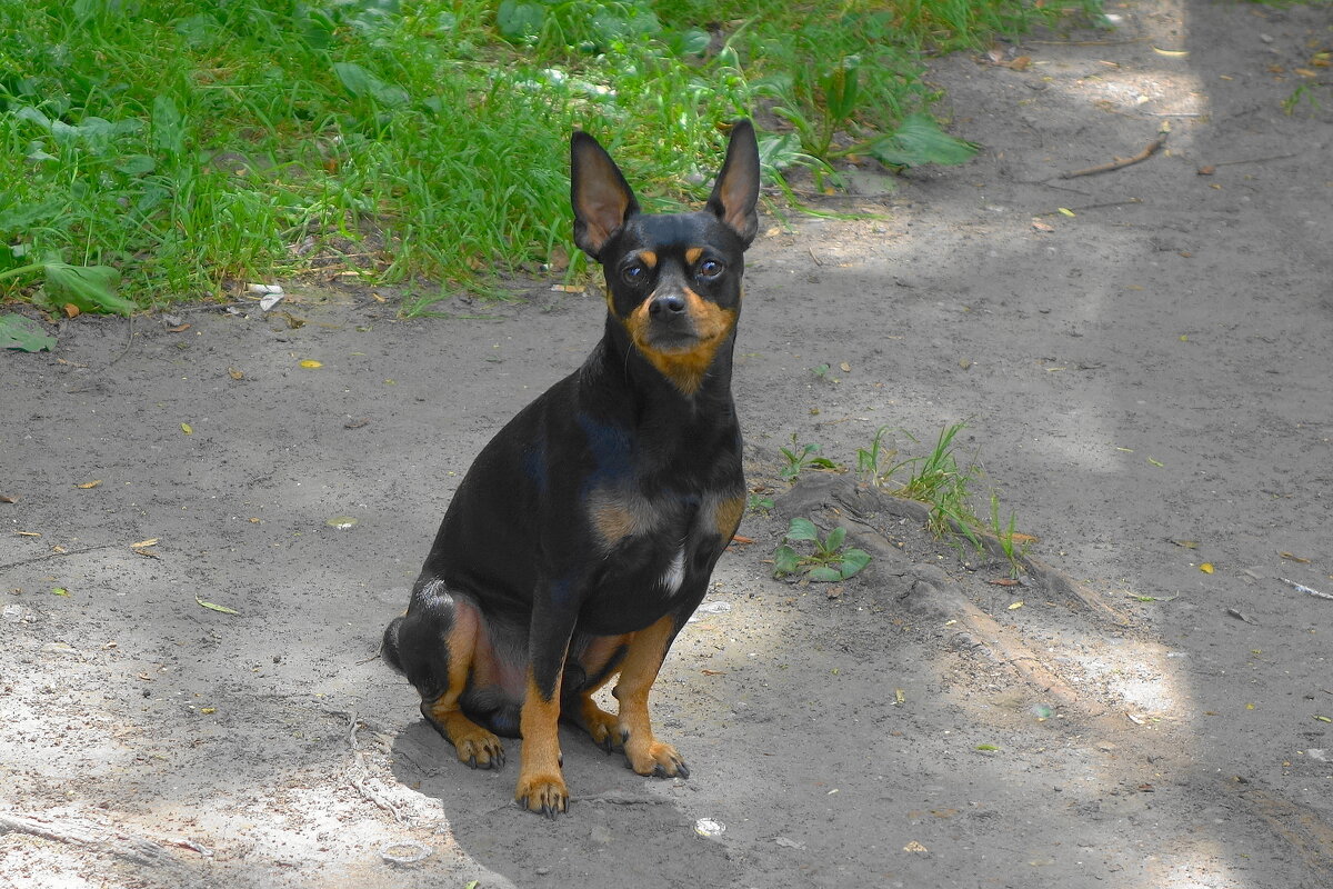 Карликовый пинчер - Рита Симонова