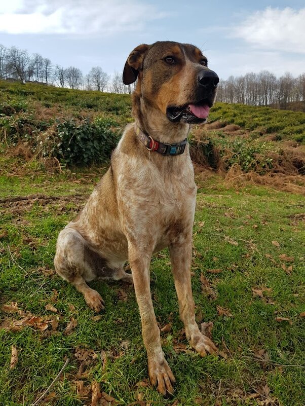 БАДИ - Tata Wolf