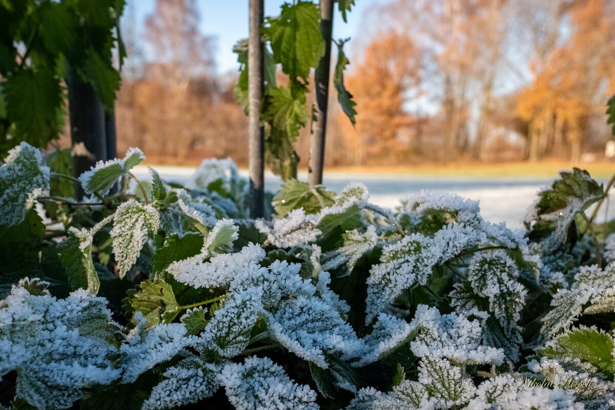 Был морозный денёк - Николай Гирш Был морозный денёк - Николай Гирш