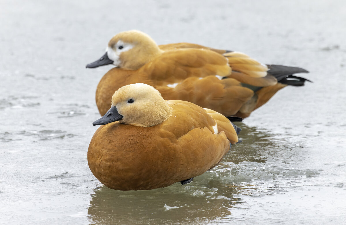 огари - юрий макаров