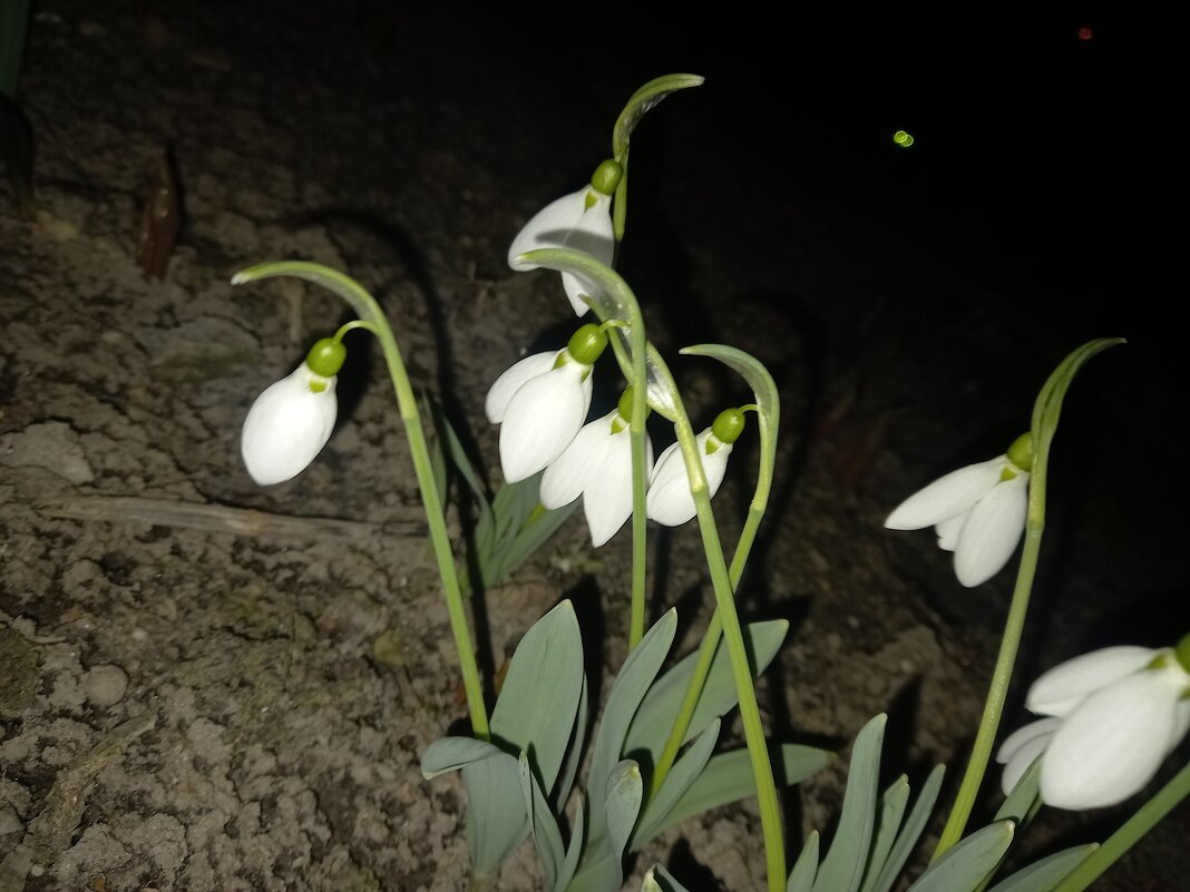 Подснежник - Сапсан 