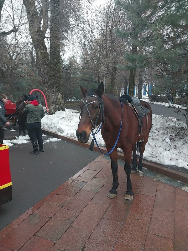 Almaty. - Murat Bukaev 