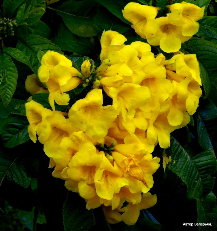 Кампсис. - Валерьян 