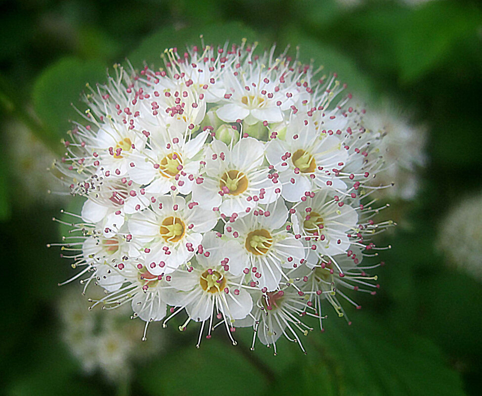 Нежность - Елена Семигина Нежность - Елена Семигина