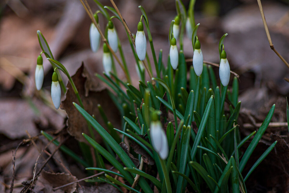 ландыши - Александр Леонов