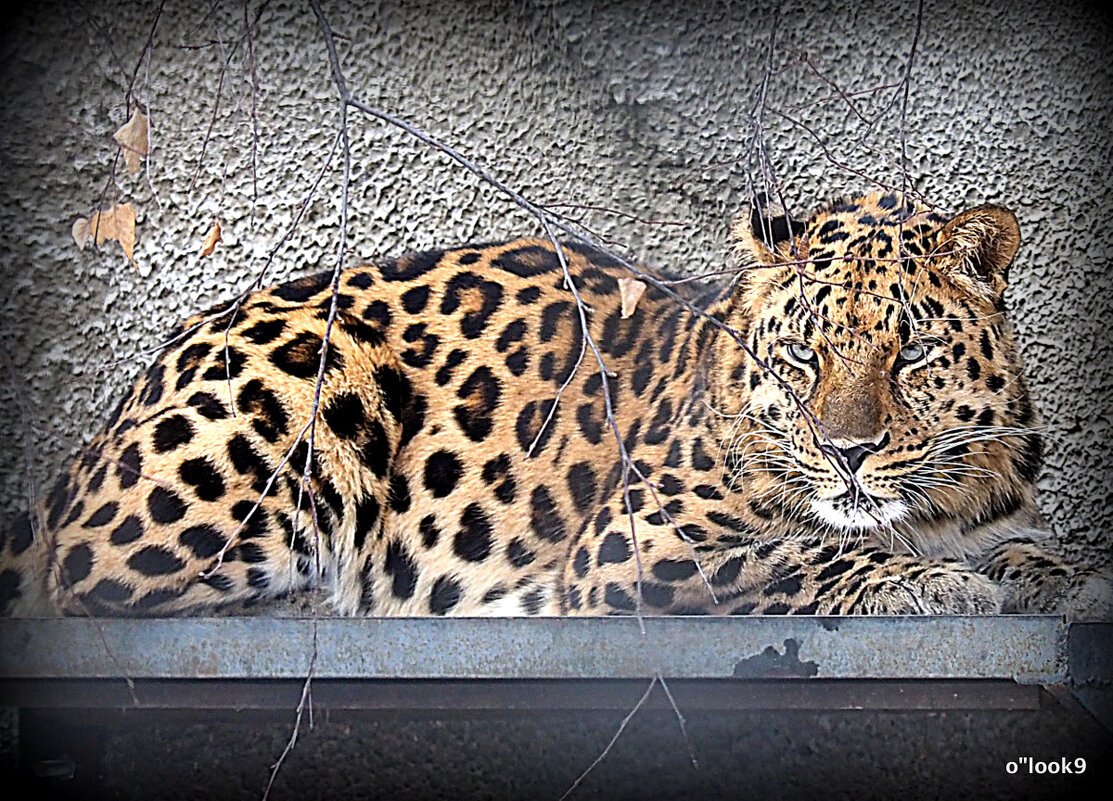 хищник - Олег Лукьянов