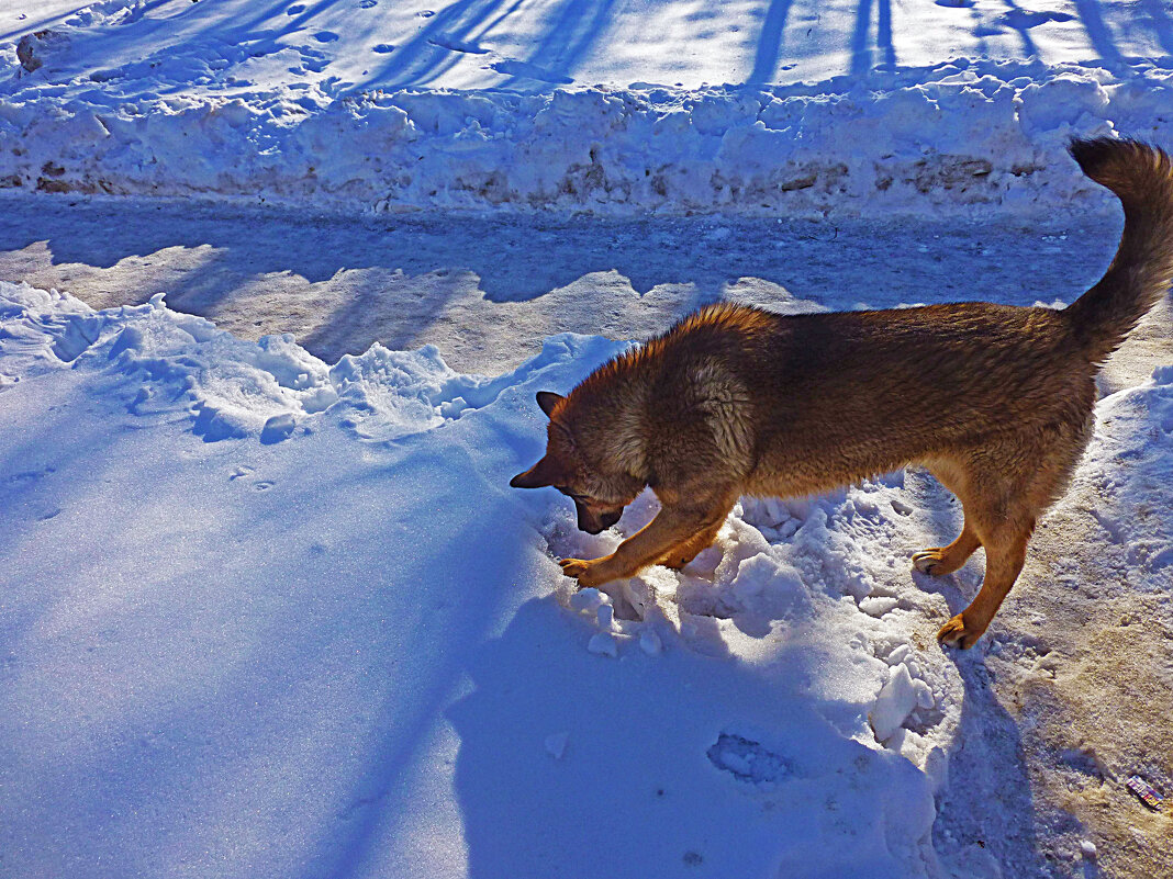 Март....Эх, тут явно  мышкой пахнет! - Владимир 