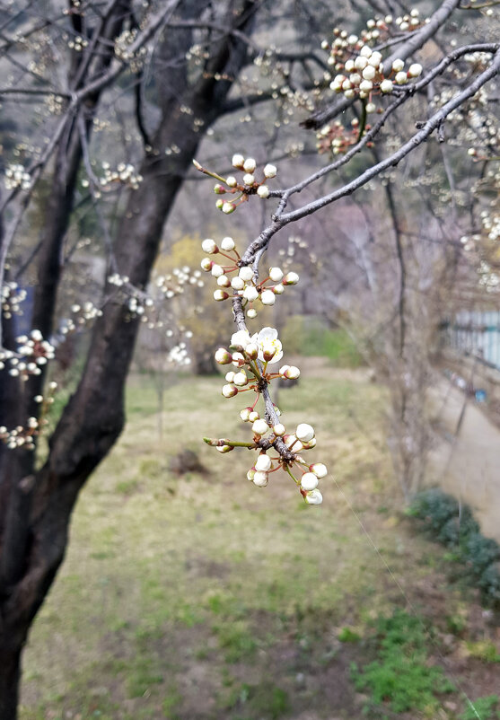 Весна вступает в свои права - Наталья (D.Nat@lia)
