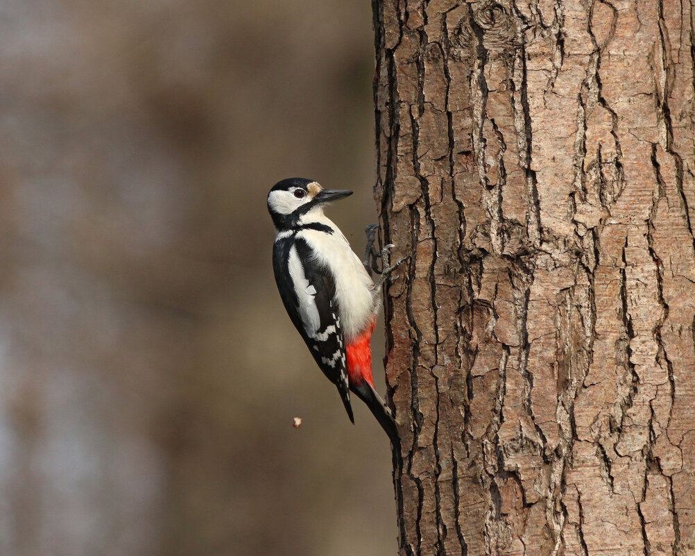 Весна пришла! Пора барабанить! - Георгий Бондаренко