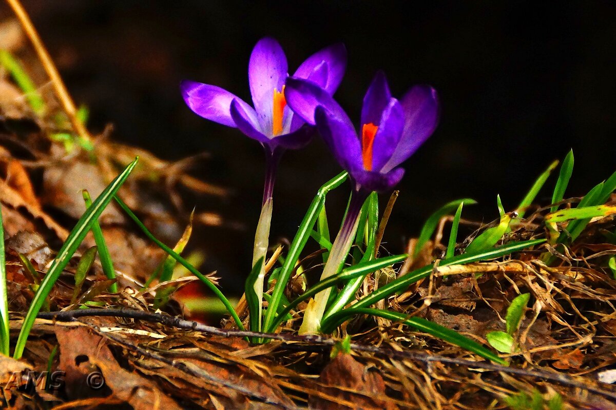 !!! - kolyeretka !!! - kolyeretka
