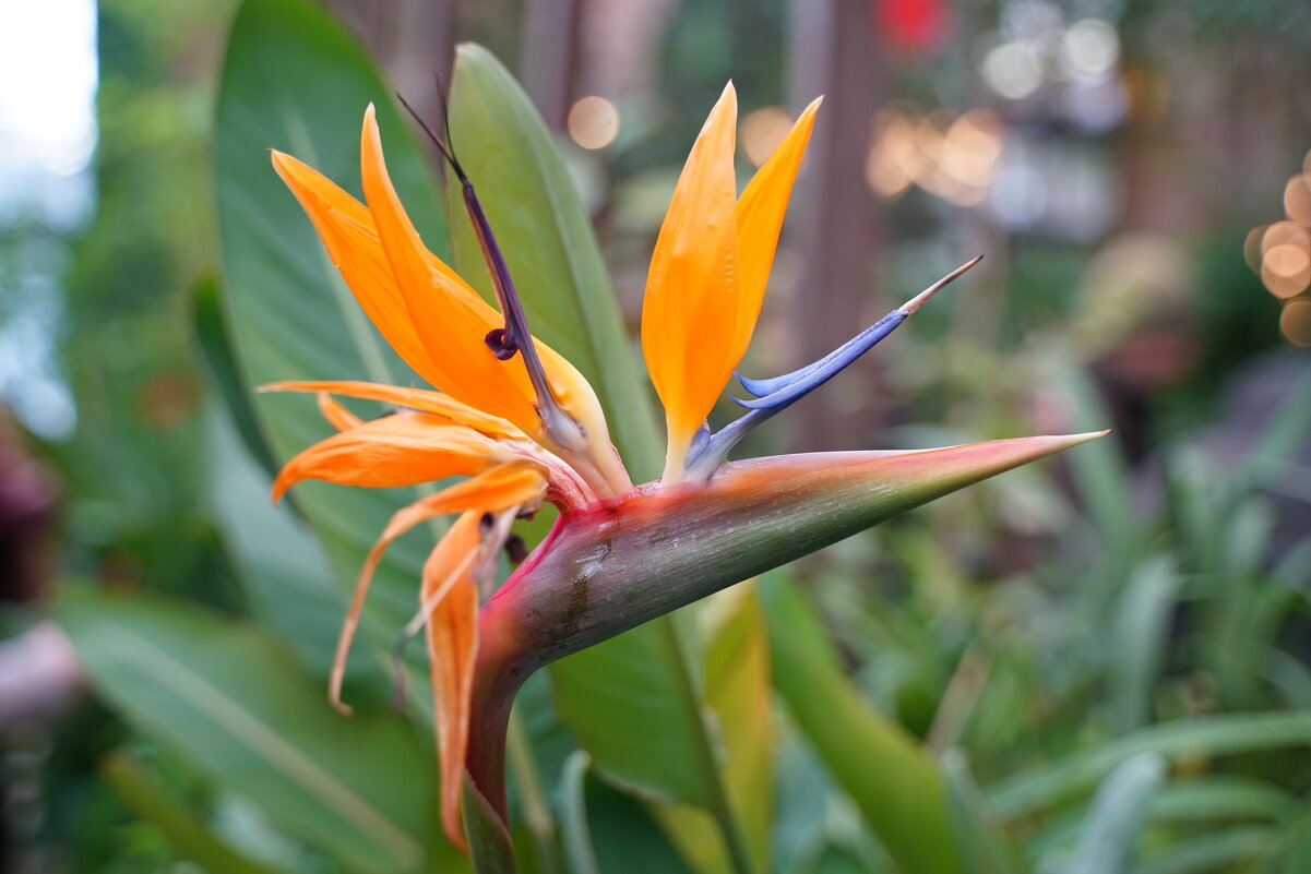 *** - Иван Литвинов *** - Иван Литвинов