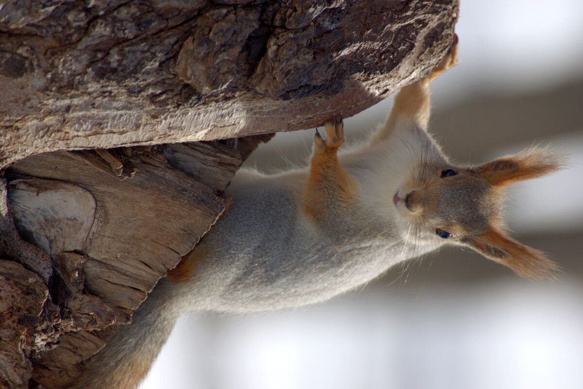 приветик,а вот и я! - Ирина Милонова