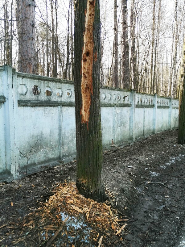 Ресторан "Дятлово" в Тимирязевском парке - Юрий Вовк