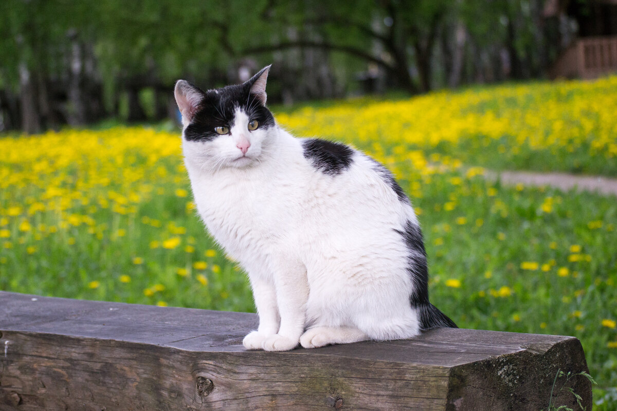 Котофей - Артём Орлов