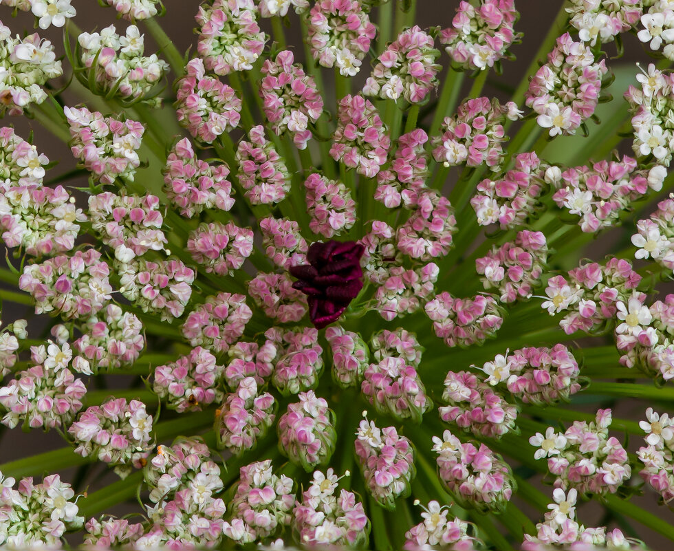 Морковь дикая / Daucus carota - Александр Григорьев