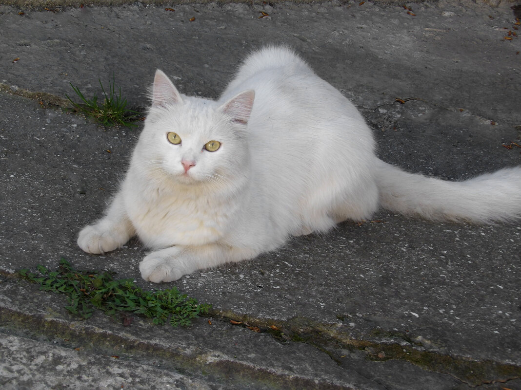 Красавчик Перси - Валентин Семчишин Красавчик Перси - Валентин Семчишин