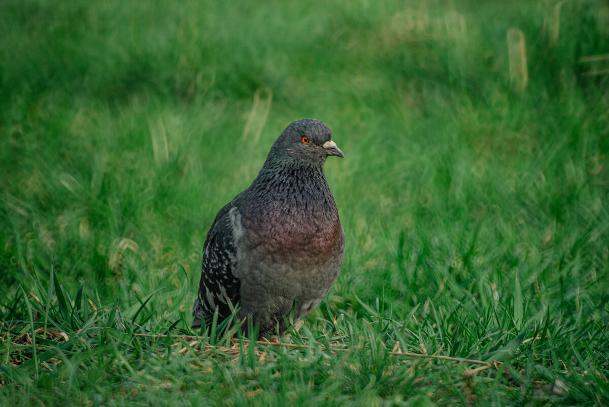 ГОлубь - Александр Леонов