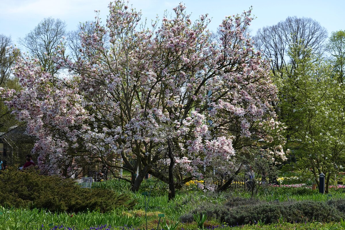 Цветёт магнолия… Лиловые закаты. Бесшумно пеленает в лепестки. Звёзд филармония. Играет ей сонаты… - Galina Dzubina Цветёт магнолия… Лиловые закаты. Бесшумно пеленает в лепестки. Звёзд филармония. Играет ей сонаты… - Galina Dzubina