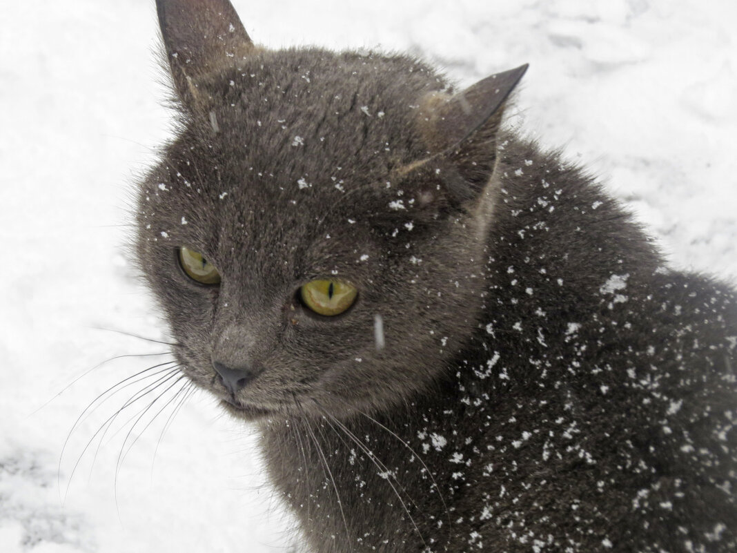 кот монастырский - ИРЭН@ .