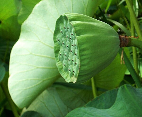 Семена лотоса - Вера Щукина