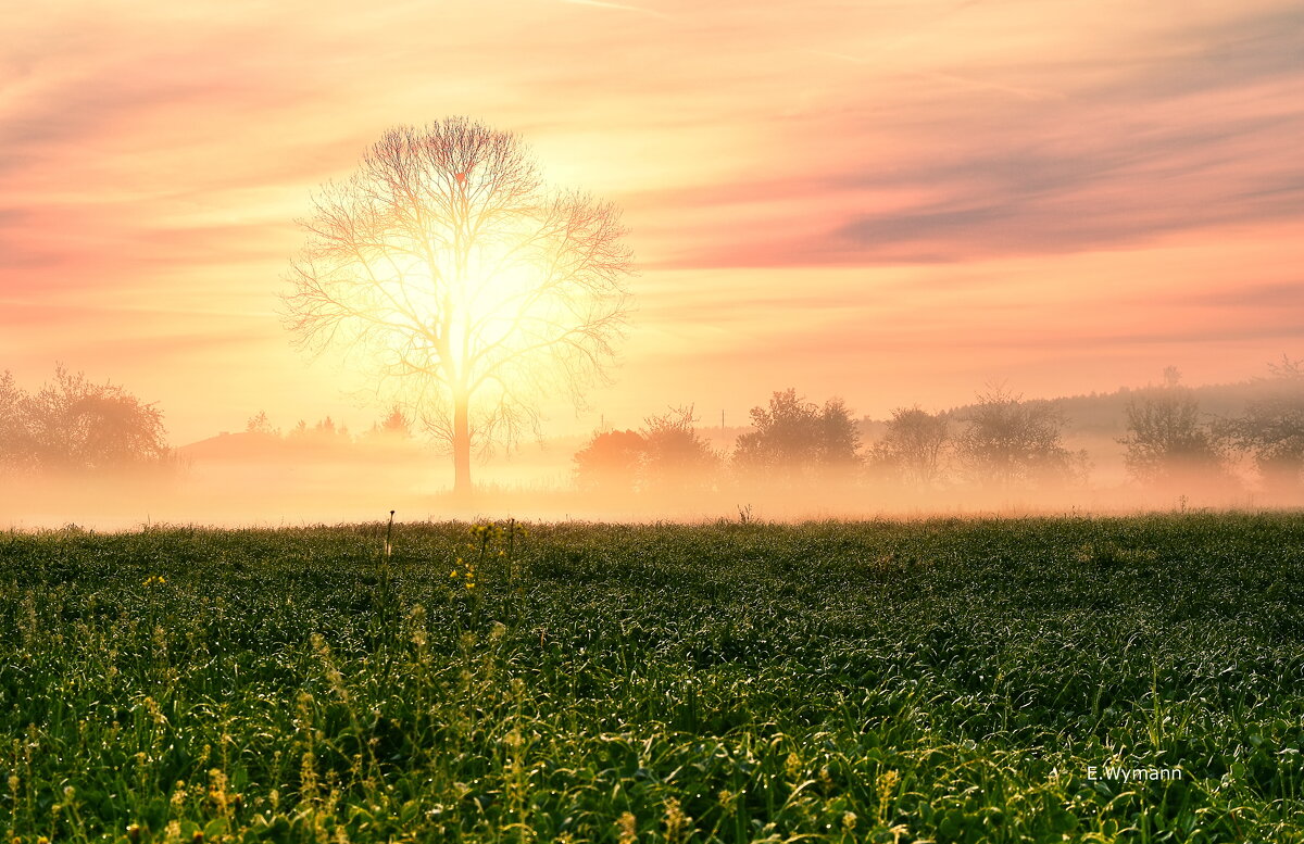 spring - Elena Wymann