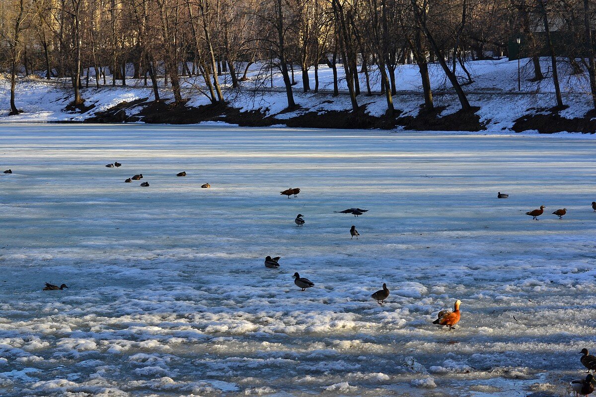 Утиные истории - Александр Рыжов Утиные истории - Александр Рыжов