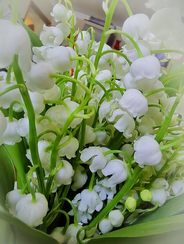 Ландыши - Лана МП