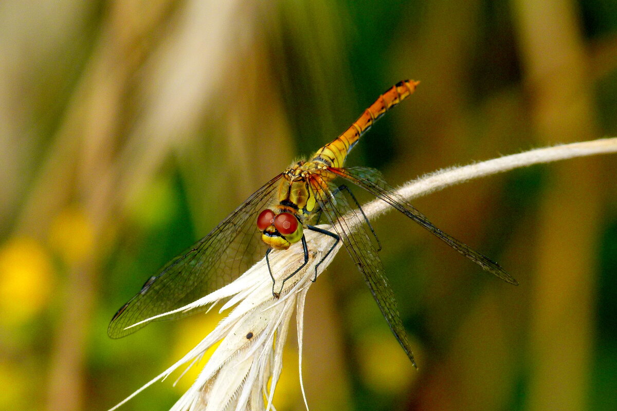 стрекозы - скоро лето...48 - Александр Прокудин